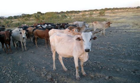 The Great Cattle Migration: A Testament to Ancient Herding Practices and Environmental Adaptation in 4th Century South Africa